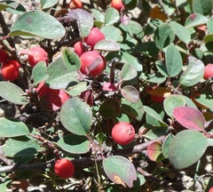 Cotoneaster