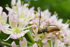 Alosterna tabacicolor