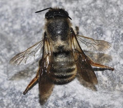 Megachile pyrenaica