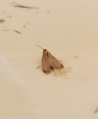 Tineola bisselliella