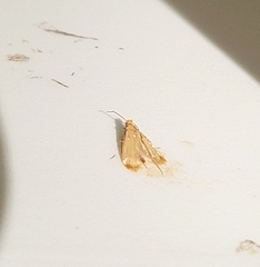 Tineola bisselliella