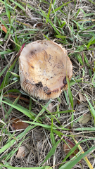 Russula cerolens