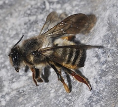 Megachile pyrenaica