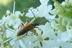 Alosterna tabacicolor