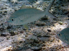 Gerres longirostris