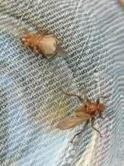 Pseudolynchia canariensis