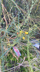 Parkinsonia aculeata