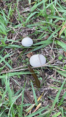 Lycoperdon marginatum