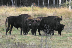 Bison bonasus