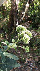 Eudaminae