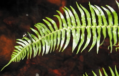 Blechnum punctulatum