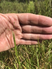 Kellochloa verrucosa