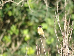 Saxicola rubicola
