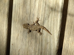 Tarentola mauritanica