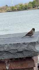 Passer domesticus