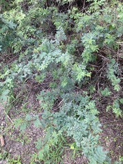 Vachellia schaffneri
