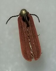 Dictyoptera aurora
