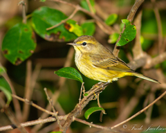 Setophaga palmarum hypochrysea