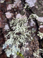 Evernia prunastri