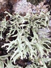 Evernia prunastri