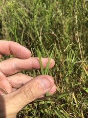 Kellochloa verrucosa