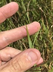 Kellochloa verrucosa