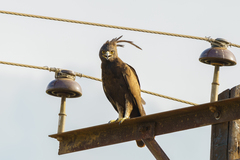 Lophaetus occipitalis