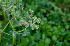 Podosphaera euphorbiae