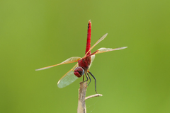 Urothemis
