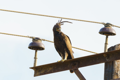 Lophaetus occipitalis