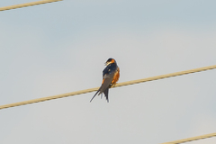 Cecropis senegalensis