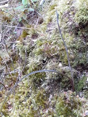 Thelymitra purpureofusca