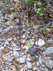 Thelymitra purpureofusca