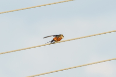 Cecropis senegalensis