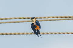 Cecropis senegalensis