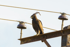 Lophaetus occipitalis