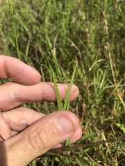 Kellochloa verrucosa