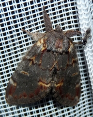 Notodonta dromedarius