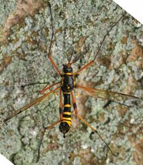 Ctenophora flaveolata