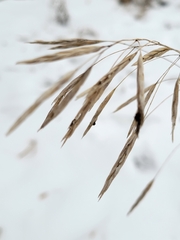 Bromus inermis