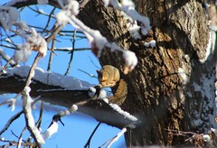 Sciurus niger