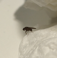 Drosophila