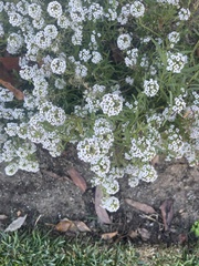 Lobularia