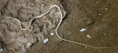 Psammophis leightoni