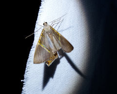 Phrygionis platinata