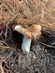 Russula cremoricolor