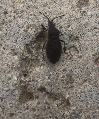 Catorhintha apicalis