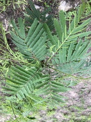 Mimosoideae