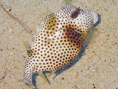 Lactophrys bicaudalis