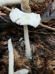 Amanita pelioma